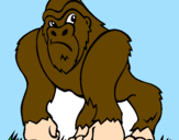 Desenho Gorila pintado por bernardi