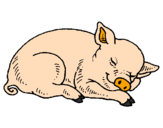 Desenho Porco a dormir pintado por Tomás