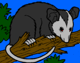 Desenho Ardilla possum pintado por fera