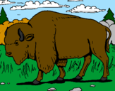 Desenho Búfalo pintado por juliana lima