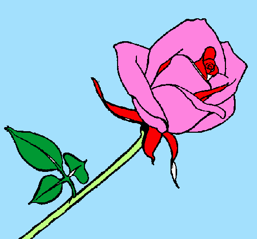 Desenho Rosa pintado por o  lar das rosas