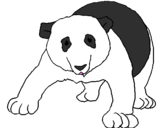 Desenho Urso panda pintado por lis
