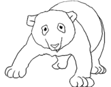 Desenho Urso panda pintado por Ana
