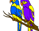Desenho Louros pintado por Papagaios