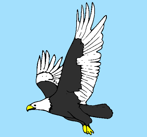 Desenho Águia a voar pintado por  LAURA  