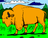 Desenho Búfalo pintado por thales..
