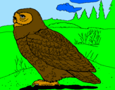 Desenho Coruja nival pintado por biel aguia