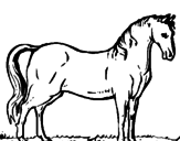 Desenho Cavalo andaluz pintado por Meg