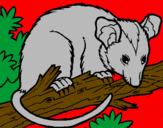 Desenho Ardilla possum pintado por joy stick