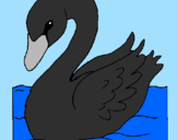 Desenho Cisne pintado por Isabella(cisne preto)