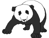 Desenho Urso panda pintado por neto