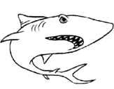 Desenho Tubarão pintado por wam
