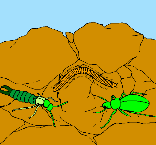 Desenho Vários insectos pintado por beatriz