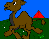 Desenho Camelo pintado por marcinho
