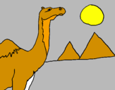 Desenho Camelo pintado por bunda