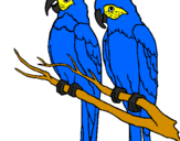 Desenho Louros pintado por araras azul