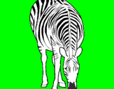 Desenho Zebra pintado por moto