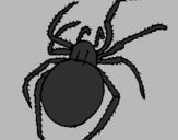 Desenho Aranha venenosa pintado por pedro lucas