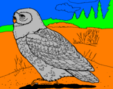 Desenho Coruja nival pintado por felipe