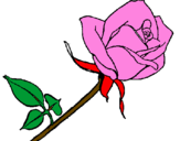 Desenho Rosa pintado por bruno 