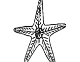 Desenho Estrela do mar pintado por SAMUEL 