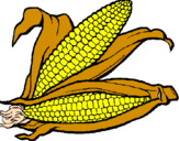 Desenho Espiga de milho  pintado por CV