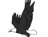 Desenho Águia a voar pintado por samuel