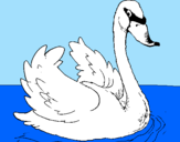 Desenho Cisne na água pintado por bia