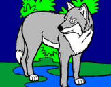 Desenho Lobo pintado por leonardo