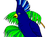 Desenho Catatua pintado por ara azul