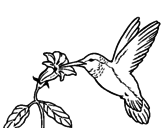 Desenho Colibri e uma flor pintado por beijaflor