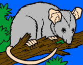 Desenho Ardilla possum pintado por naum