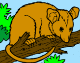 Desenho Ardilla possum pintado por gato joao
