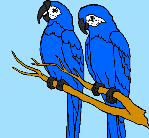 Desenho Louros pintado por araras azuis