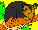 Desenho Ardilla possum pintado por Matheus