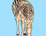 Desenho Zebra pintado por Vinicius I.T. Leme