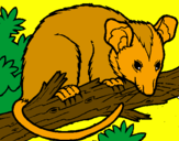 Desenho Ardilla possum pintado por PEDRO