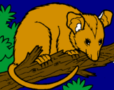 Desenho Ardilla possum pintado por mc luquinha 