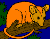 Desenho Ardilla possum pintado por filipe