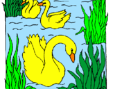 Desenho Cisnes pintado por nathy
