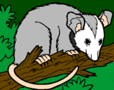 Desenho Ardilla possum pintado por lucas