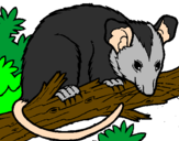 Desenho Ardilla possum pintado por Candace