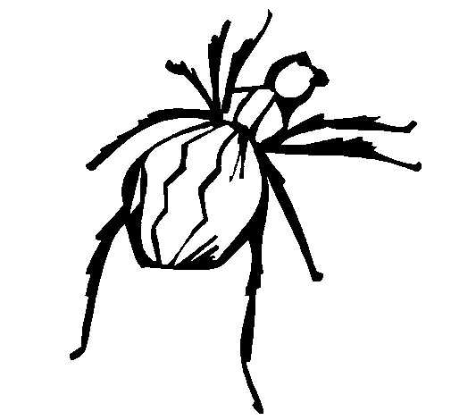 Desenho Aranha viúva negra pintado por njb