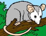 Desenho Ardilla possum pintado por josuejo