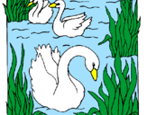 Desenho Cisnes pintado por ignacio
