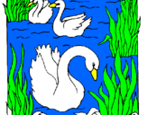 Desenho Cisnes pintado por mariana
