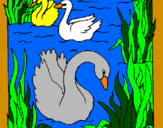 Desenho Cisnes pintado por camila