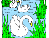 Desenho Cisnes pintado por ana 
