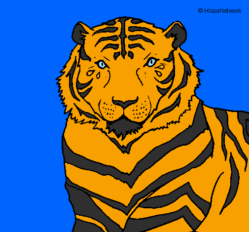 Desenho Tigre pintado por onça- pintada