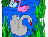 Desenho Cisnes pintado por lanninha